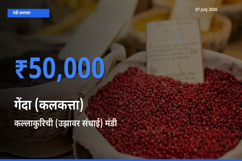 कल्लाकुरिची (उझावर संधाई) में गेंदा (कलकत्ता) का आज सबसे ऊँचा भाव