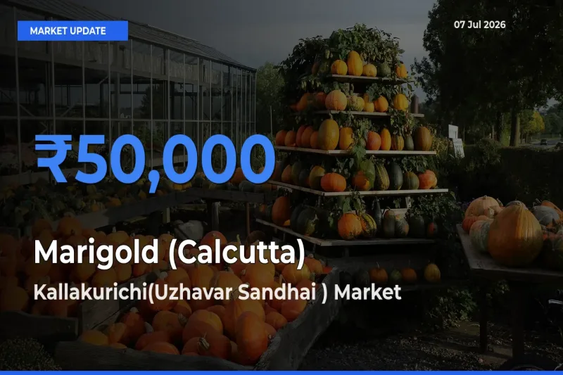 Marigold (Calcutta) Mandi Rate Today: Kallakurichi(Uzhavar Sandhai ) Tops the List