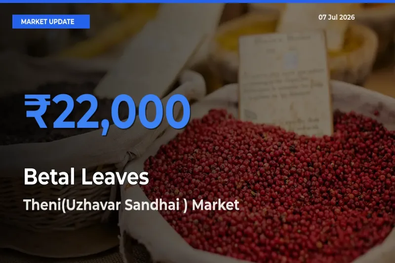 Theni(Uzhavar Sandhai ) Records Highest ₹22,000 Rate for Betal Leaves