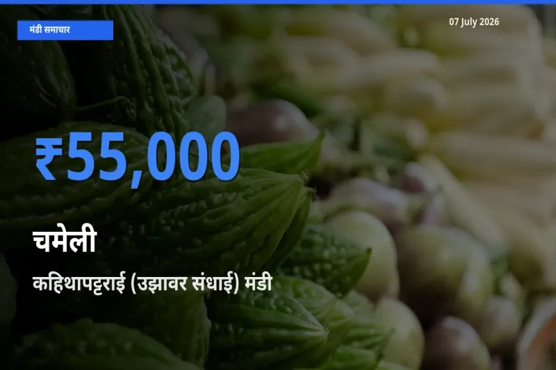कहिथापट्टराई (उझावर संधाई) में चमेली का आज सबसे ऊँचा भाव