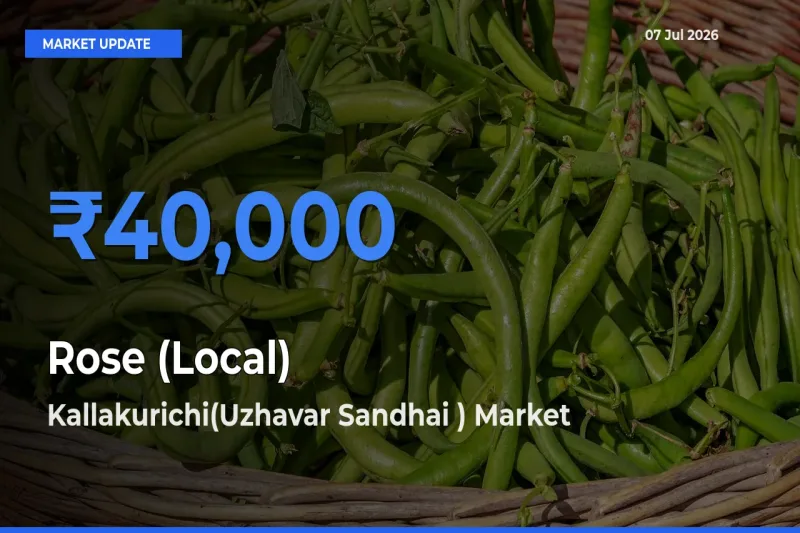 Kallakurichi(Uzhavar Sandhai ) Emerges as Top Mandi for Rose (Local) Prices Today