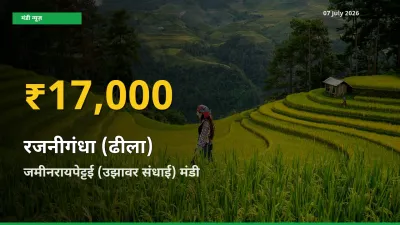 रजनीगंधा (ढीला) के दामों ने बनाया नया रिकॉर्ड, जमीनरायपेट्टई (उझावर संधाई) में तेज़ी