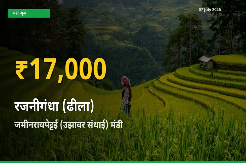रजनीगंधा (ढीला) के दामों ने बनाया नया रिकॉर्ड, जमीनरायपेट्टई (उझावर संधाई) में तेज़ी