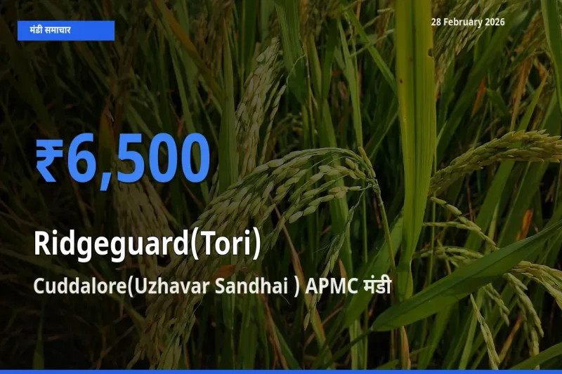 आज का मंडी भाव: Ridgeguard(Tori) के सबसे ज़्यादा दाम Cuddalore(Uzhavar Sandhai ) APMC में