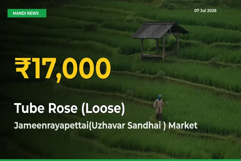 Jameenrayapettai(Uzhavar Sandhai ) Leads as Tube Rose (Loose) Hits Highest Rate – July 07 Update