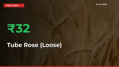 Sudden 31.67% Rally in Tube Rose (Loose) Prices Across Mandis