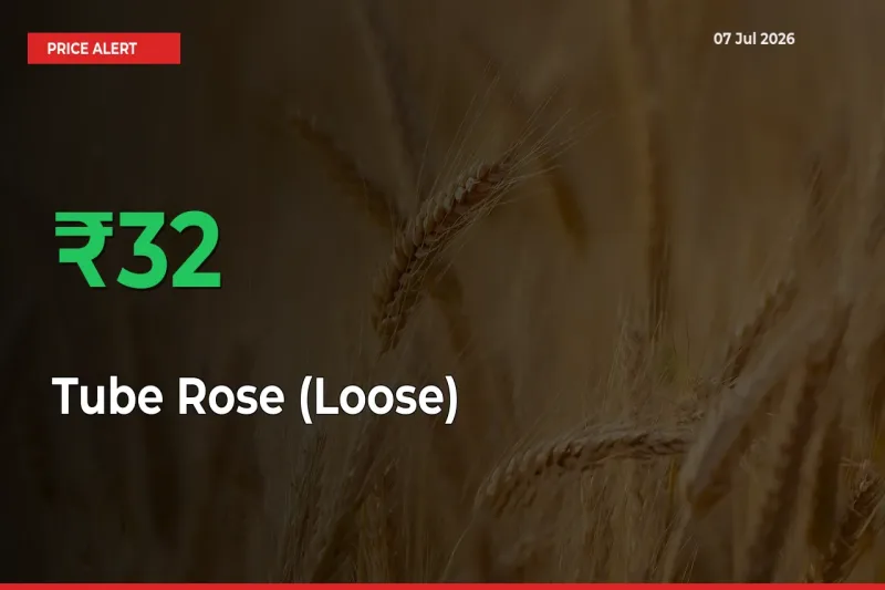 Sudden 31.67% Rally in Tube Rose (Loose) Prices Across Mandis