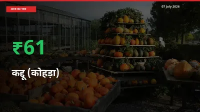 कद्दू (कोहड़ा) 60.56% उछला, मंडी