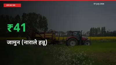 स्थानीय मंडी में जामुन (नाराले हन्नू) के दाम अचानक 40.88% उछले, किसान सतर्क