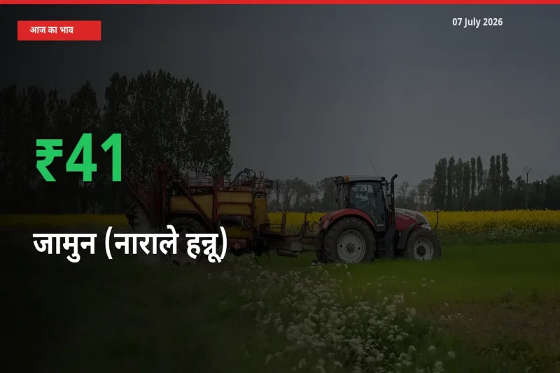स्थानीय मंडी में जामुन (नाराले हन्नू) के दाम अचानक 40.88% उछले, किसान सतर्क