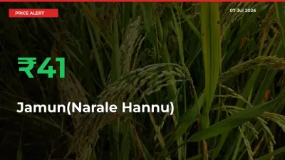 Big Rally! Jamun(Narale Hannu) Climbs 40.88% in 24 Hours at Top Mandis