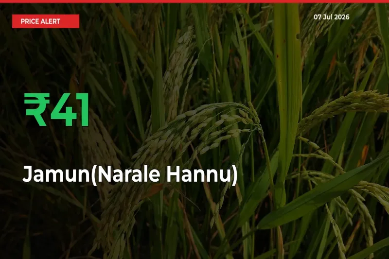 Big Rally! Jamun(Narale Hannu) Climbs 40.88% in 24 Hours at Top Mandis