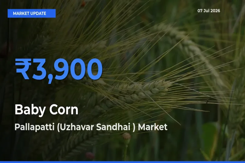 Pallapatti (Uzhavar Sandhai ) Offers ₹3,900 – Highest Baby Corn Rate Today