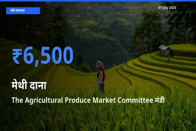 बाज़ार संकेत: The Agricultural Produce Market Committee बना मेथी दाना के लिए आज की टॉप मंडी