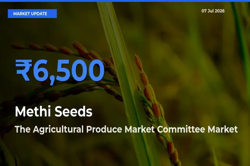 The Agricultural Produce Market Committee Emerges as Top Mandi for Methi Seeds Prices Today