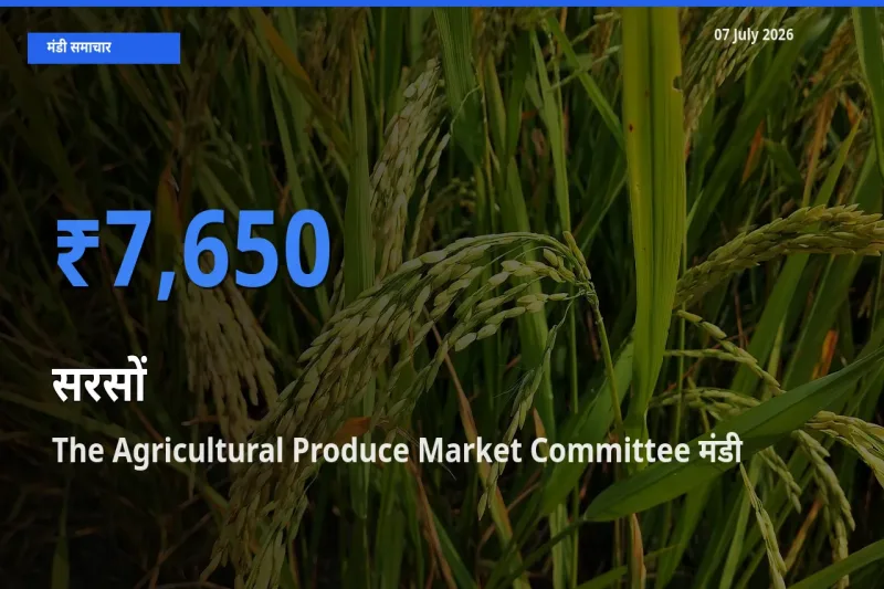 The Agricultural Produce Market Committee में सरसों का आज सबसे ऊँचा भाव