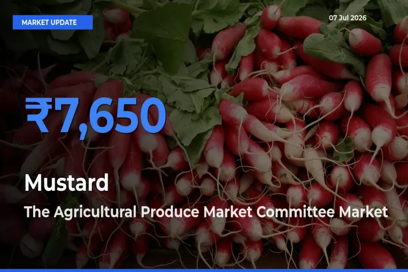 The Agricultural Produce Market Committee Emerges as Top Mandi for Mustard Prices Today