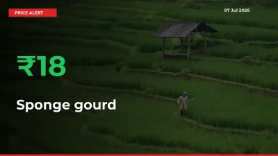 Why Sponge gourd Prices Rose 18.04% in a Day at Mandis