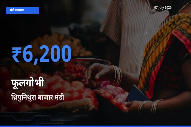 07 July अपडेट: फूलगोभी के सबसे ऊँचे दाम थ्रिपुनिथुरा बाजार मंडी में