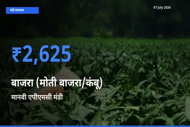 बाज़ार संकेत: मानवी एपीएमसी बना बाजरा (मोती बाजरा/कंबू) के लिए आज की टॉप मंडी