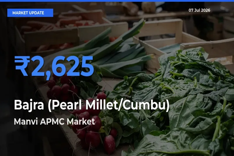 Manvi APMC Records Highest ₹2,625 Rate for Bajra (Pearl Millet/Cumbu)