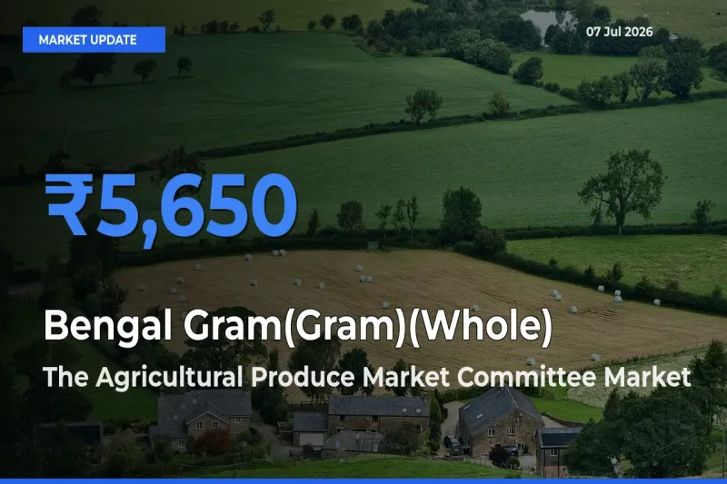 Bengal Gram(Gram)(Whole) Mandi Rate Today: The Agricultural Produce Market Committee Tops the List