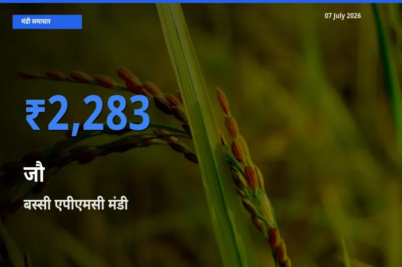 आज जौ के सबसे ज़्यादा दाम बस्सी एपीएमसी मंडी में दर्ज