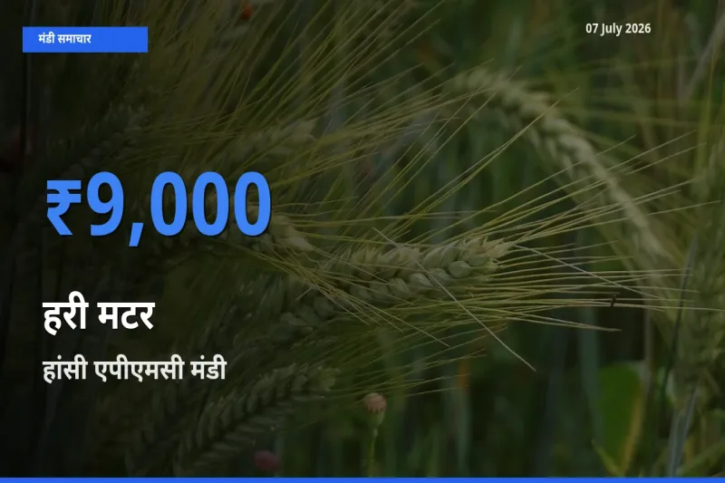 बाज़ार संकेत: हांसी एपीएमसी बना हरी मटर के लिए आज की टॉप मंडी