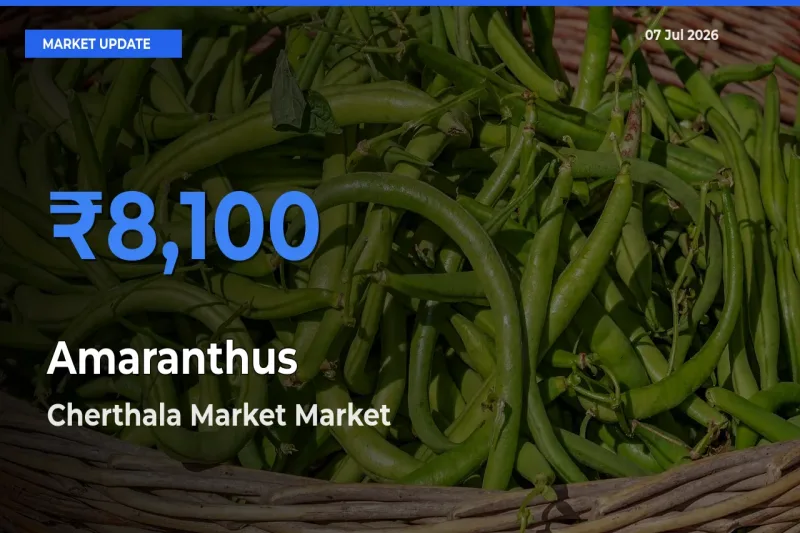 Top Performer! Cherthala Market Offers Best Amaranthus Price Today