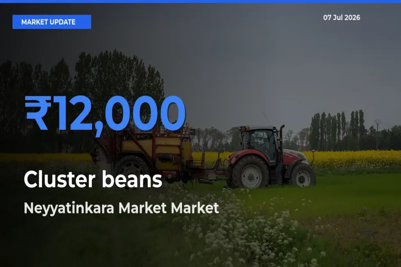 Neyyatinkara Market Tops Cluster beans Rates – July 07 Market Update