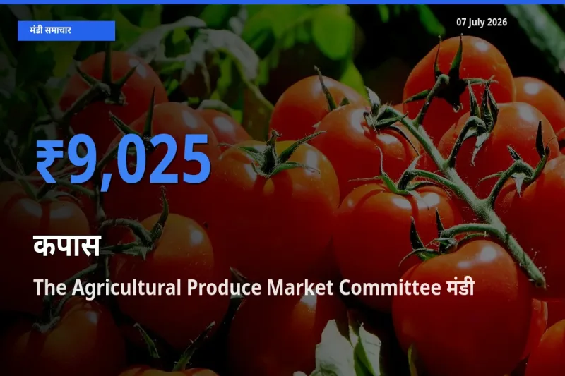 आज कपास के सबसे ज़्यादा दाम The Agricultural Produce Market Committee मंडी में दर्ज