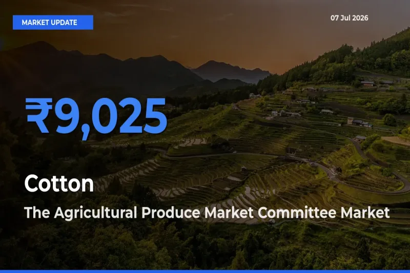 The Agricultural Produce Market Committee Tops Cotton Mandi Rates Today