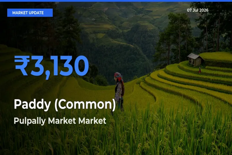Pulpally Market Records Highest ₹3,130 Rate for Paddy (Common)