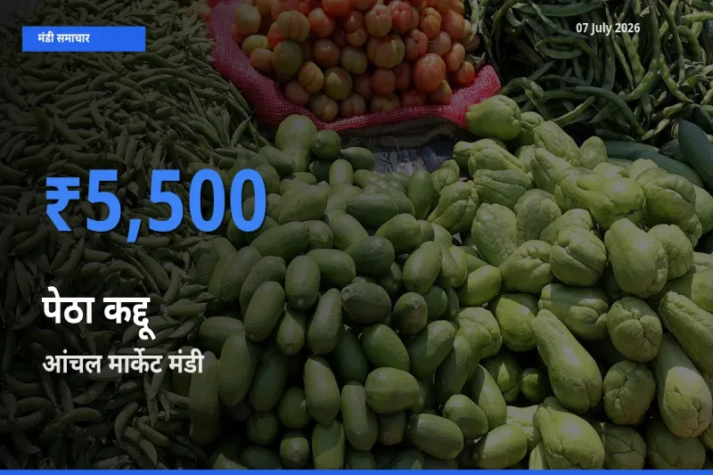 आज का मंडी भाव: पेठा कद्दू के सबसे ज़्यादा दाम आंचल मार्केट में