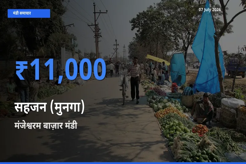 मंजेश्वरम बाज़ार मंडी में सहजन (मुनगा) ₹11,000 पर पहुँचा – आज का सर्वोच्च भाव