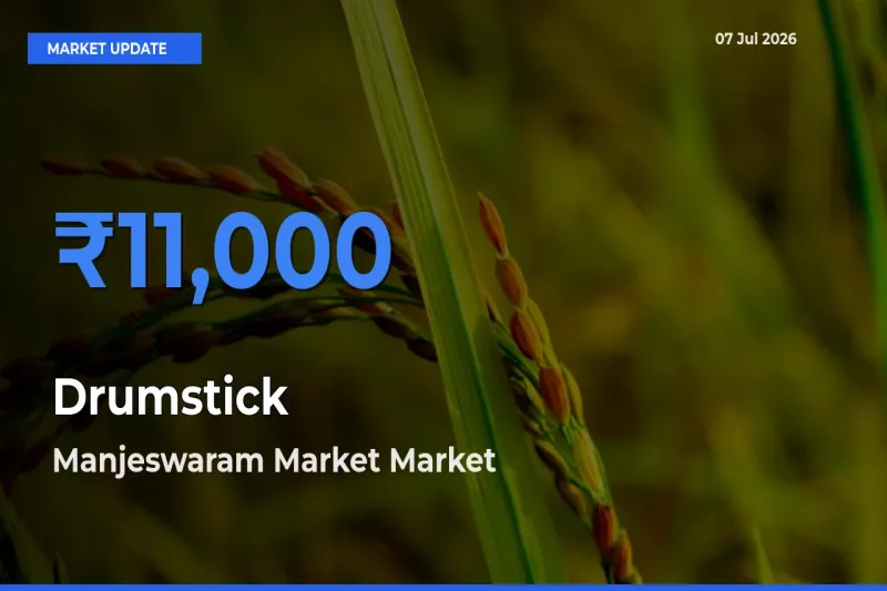 Market Watch: Manjeswaram Market Becomes Top Mandi for Drumstick