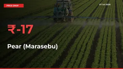 Pear (Marasebu) Falls 16.85% at Mandis