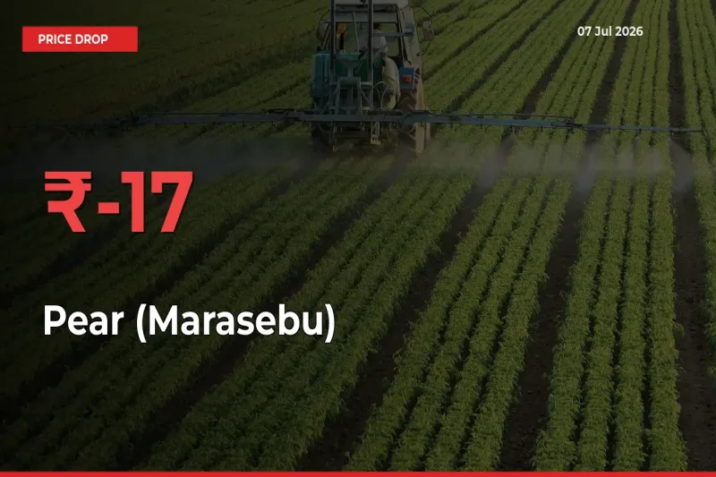 Pear (Marasebu) Falls 16.85% at Mandis
