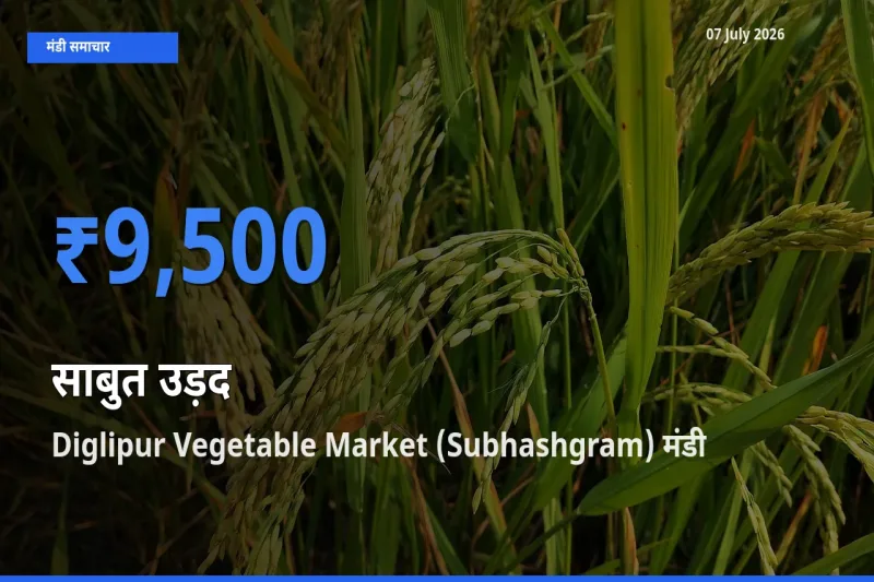 आज का मंडी भाव: साबुत उड़द के सबसे ज़्यादा दाम Diglipur Vegetable Market (Subhashgram) में