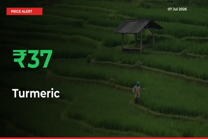 Sharp Jump! Turmeric Prices Climb 36.75% in 24 Hours at Key Mandis