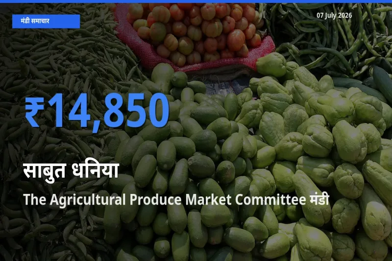 किसानों की पसंद बना The Agricultural Produce Market Committee, साबुत धनिया के सबसे अच्छे दाम