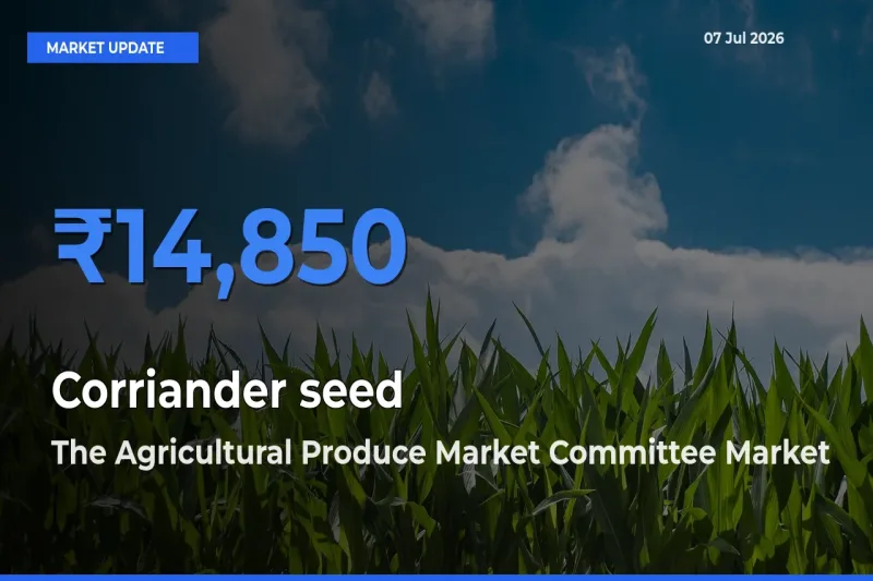 The Agricultural Produce Market Committee Emerges as Top Mandi for Corriander seed Prices Today