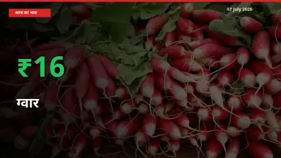 तेज़ तेजी! मंडी में ग्वार के दाम 16.36% चढ़े