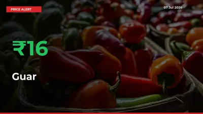 Guar Rises 16.36% at Mandis