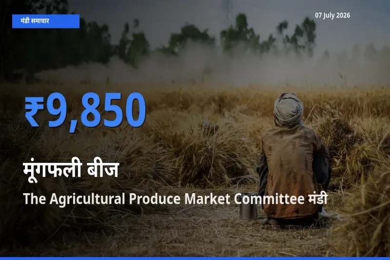 बाज़ार संकेत: The Agricultural Produce Market Committee बना मूंगफली बीज के लिए आज की टॉप मंडी