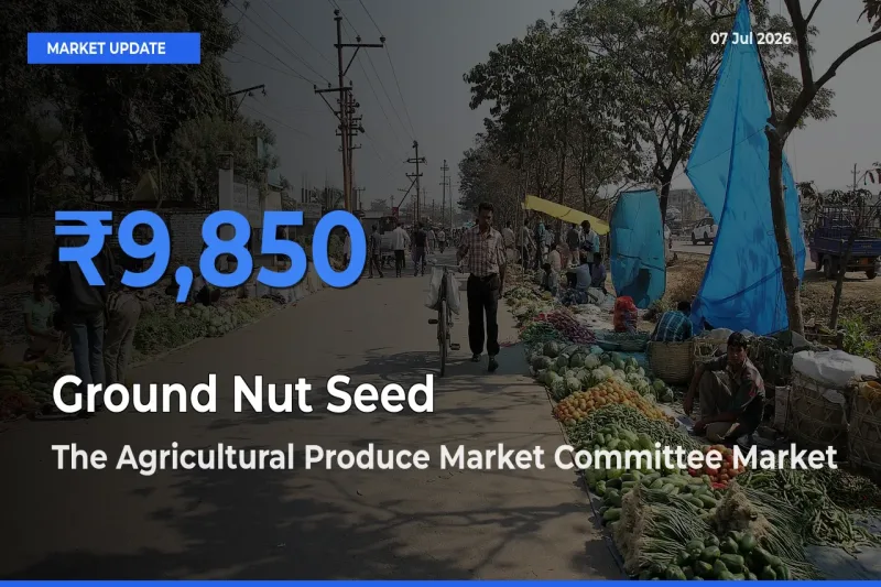 The Agricultural Produce Market Committee Offers ₹9,850 – Highest Ground Nut Seed Rate Today