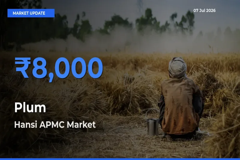 Plum Mandi Rate Today: Hansi APMC Tops the List