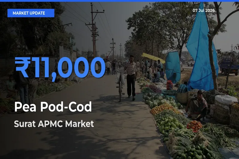 Surat APMC Emerges as Top Mandi for Pea Pod-Cod Prices Today