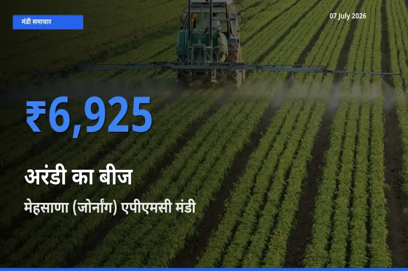 आज अरंडी का बीज के सबसे ऊँचे दाम ₹6,925 मेहसाणा (जोर्नांग) एपीएमसी मंडी में