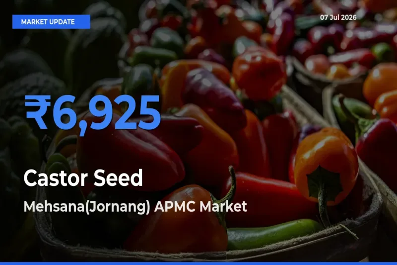Mehsana(Jornang) APMC Emerges as Top Mandi for Castor Seed Prices Today